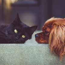 Nuisibles et bien-être animal, qui contacter ?