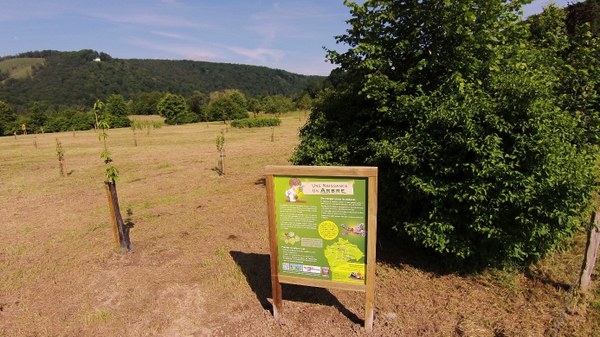 naissance.Arbre.5