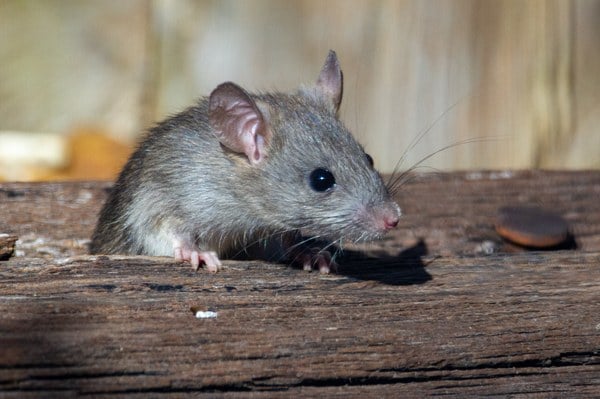 rat2